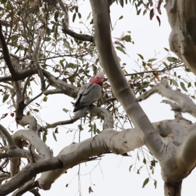 Eolophus roseicapilla (Galah) at Whitlam, ACT - 28 Oct 2023 by JimL