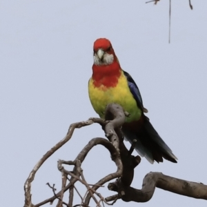 Platycercus eximius at Weetangera, ACT - 28 Oct 2023 07:39 AM