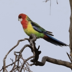 Platycercus eximius at Weetangera, ACT - 28 Oct 2023 07:39 AM