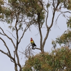 Platycercus eximius at Weetangera, ACT - 28 Oct 2023 07:39 AM