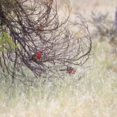 Platycercus elegans (Crimson Rosella) at Whitlam, ACT - 28 Oct 2023 by JimL