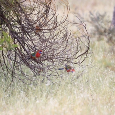 Platycercus elegans (Crimson Rosella) at Whitlam, ACT - 28 Oct 2023 by JimL