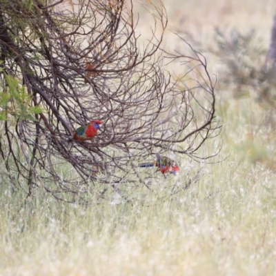 Platycercus elegans (Crimson Rosella) at The Pinnacle - 27 Oct 2023 by JimL