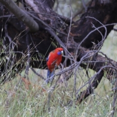 Platycercus elegans at Whitlam, ACT - 28 Oct 2023 08:35 AM