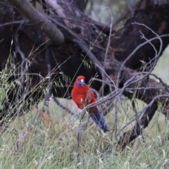 Platycercus elegans at Whitlam, ACT - 28 Oct 2023 08:35 AM