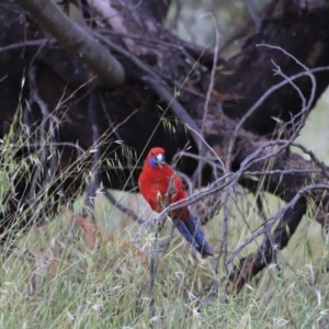 Platycercus elegans at Whitlam, ACT - 28 Oct 2023