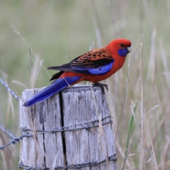 Platycercus elegans (Crimson Rosella) at Weetangera, ACT - 28 Oct 2023 by JimL