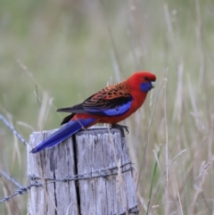 Platycercus elegans at Weetangera, ACT - 28 Oct 2023 08:00 AM