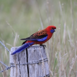 Platycercus elegans at Weetangera, ACT - 28 Oct 2023 08:00 AM