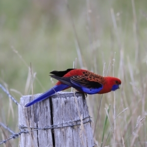 Platycercus elegans at Weetangera, ACT - 28 Oct 2023 08:00 AM