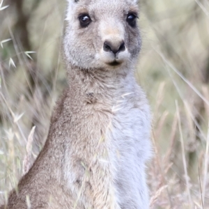 Macropus giganteus at Weetangera, ACT - 28 Oct 2023