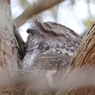 Podargus strigoides (Tawny Frogmouth) at Whitlam, ACT - 28 Oct 2023 by JimL