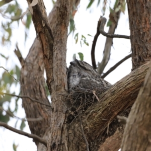 Podargus strigoides at Whitlam, ACT - suppressed