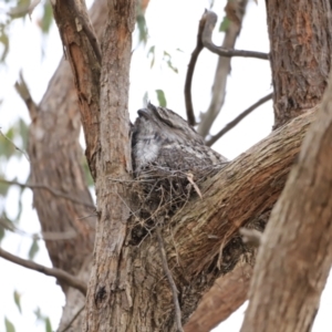 Podargus strigoides at Whitlam, ACT - suppressed