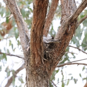 Podargus strigoides at Whitlam, ACT - suppressed