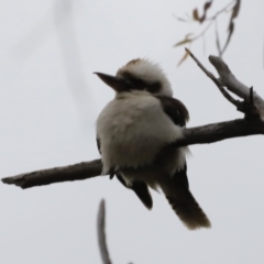 Dacelo novaeguineae (Laughing Kookaburra) at Whitlam, ACT - 28 Oct 2023 by JimL