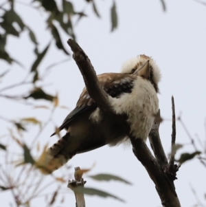 Dacelo novaeguineae at Whitlam, ACT - 28 Oct 2023 08:11 AM