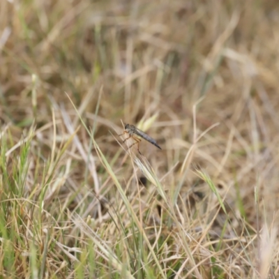 Cerdistus sp. (genus) (Yellow Slender Robber Fly) at The Pinnacle - 27 Oct 2023 by JimL