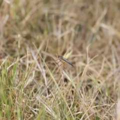 Cerdistus sp. (genus) at Belconnen, ACT - 28 Oct 2023