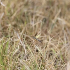 Cerdistus sp. (genus) at Belconnen, ACT - 28 Oct 2023