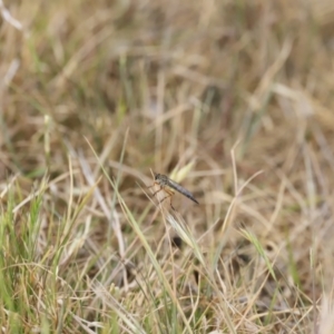 Cerdistus sp. (genus) at Belconnen, ACT - 28 Oct 2023