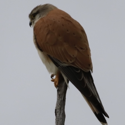 Falco cenchroides (Nankeen Kestrel) at Whitlam, ACT - 27 Oct 2023 by JimL