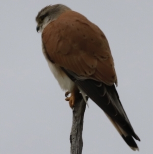 Falco cenchroides at Whitlam, ACT - 28 Oct 2023