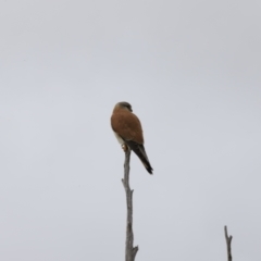 Falco cenchroides at Whitlam, ACT - 28 Oct 2023 08:17 AM