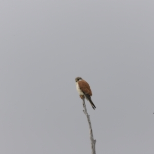 Falco cenchroides at Whitlam, ACT - 28 Oct 2023