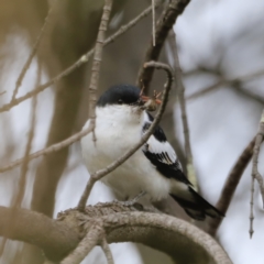 Lalage tricolor (White-winged Triller) at Whitlam, ACT - 28 Oct 2023 by JimL