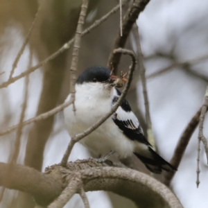 Lalage tricolor at Whitlam, ACT - 28 Oct 2023