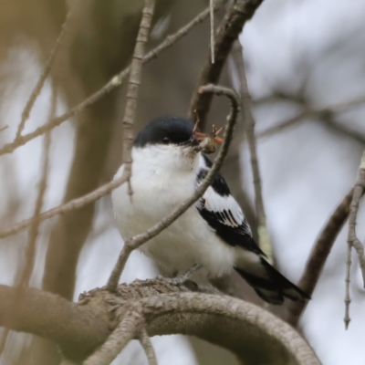 Lalage tricolor (White-winged Triller) at Whitlam, ACT - 28 Oct 2023 by JimL