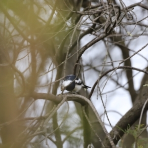 Lalage tricolor at Whitlam, ACT - 28 Oct 2023