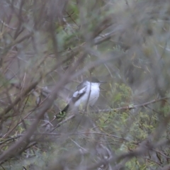 Lalage tricolor at Whitlam, ACT - 28 Oct 2023