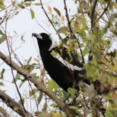 Gymnorhina tibicen (Australian Magpie) at Whitlam, ACT - 28 Oct 2023 by JimL