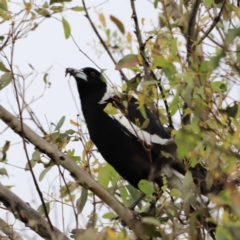 Gymnorhina tibicen (Australian Magpie) at Whitlam, ACT - 27 Oct 2023 by JimL