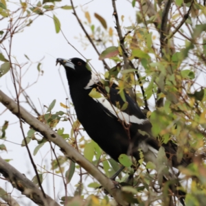 Gymnorhina tibicen at Whitlam, ACT - suppressed