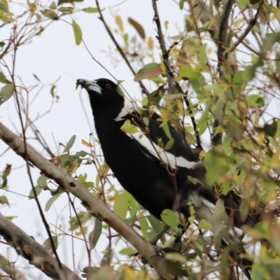 Gymnorhina tibicen (Australian Magpie) at Whitlam, ACT - 28 Oct 2023 by JimL