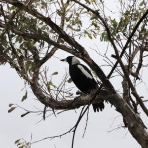 Gymnorhina tibicen at Whitlam, ACT - suppressed