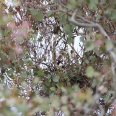 Gymnorhina tibicen at Whitlam, ACT - suppressed