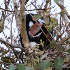 Gymnorhina tibicen at Whitlam, ACT - suppressed