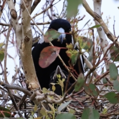 Gymnorhina tibicen at Whitlam, ACT - suppressed