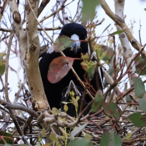 Gymnorhina tibicen at Whitlam, ACT - suppressed