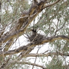 Strepera graculina (Pied Currawong) at Weetangera, ACT - 28 Oct 2023 by JimL