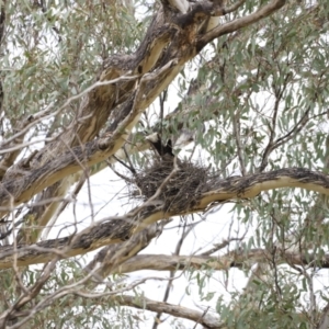 Strepera graculina at Weetangera, ACT - suppressed