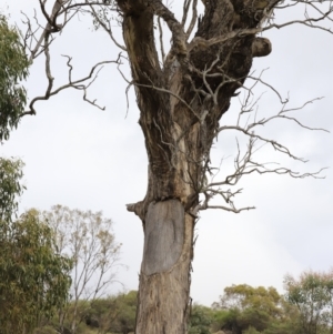 Strepera graculina at Weetangera, ACT - suppressed