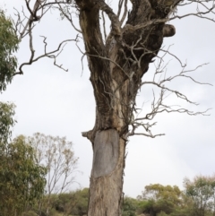 Strepera graculina at Weetangera, ACT - 28 Oct 2023