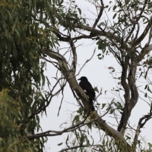 Strepera graculina at Weetangera, ACT - suppressed