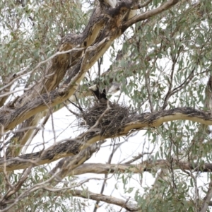 Strepera graculina at Weetangera, ACT - suppressed