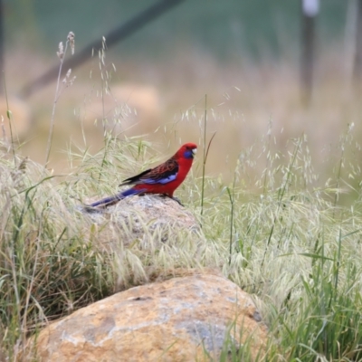 Platycercus elegans (Crimson Rosella) at Hawker, ACT - 28 Oct 2023 by JimL